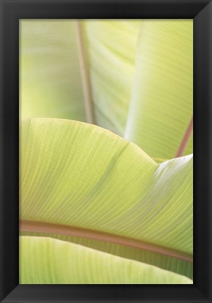 Framed Palm Leaves No. 1 Print