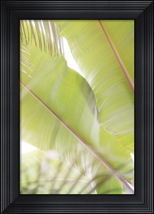 Framed Palm Leaves No. 2 Print