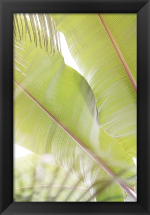 Framed Palm Leaves No. 2 Print