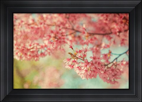 Framed Cheery Cherry Blossoms Print