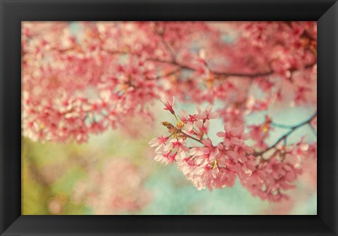 Framed Cheery Cherry Blossoms Print