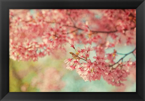 Framed Cheery Cherry Blossoms Print