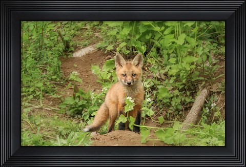 Framed Fox and Flower Print