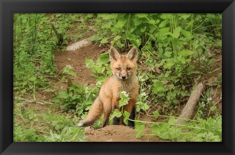 Framed Fox and Flower Print