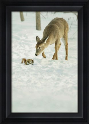 Framed Winter Squirrel and Deer Print