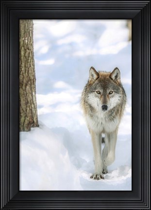Framed Winter Wolf Print