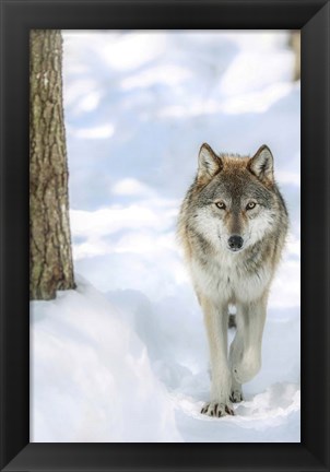 Framed Winter Wolf Print