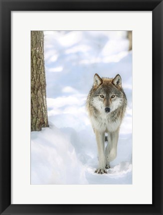 Framed Winter Wolf Print