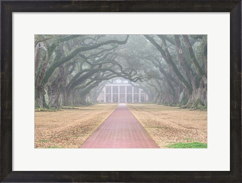 Framed Foggy Oak Alley Print