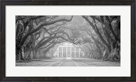 Framed Oak Alley Fog Print