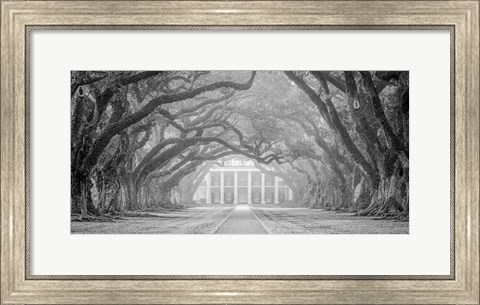Framed Oak Alley Fog Print