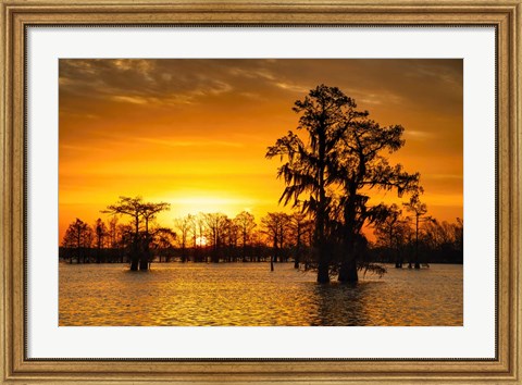 Framed Louisiana Gold Print
