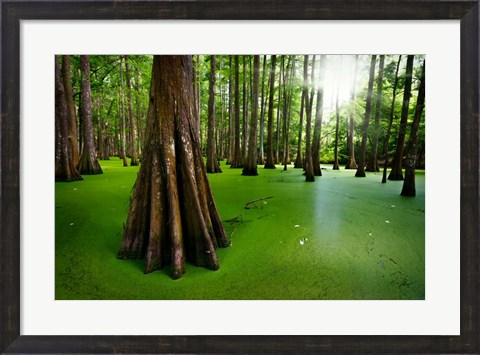 Framed Cypresses on Chicot Lake Print