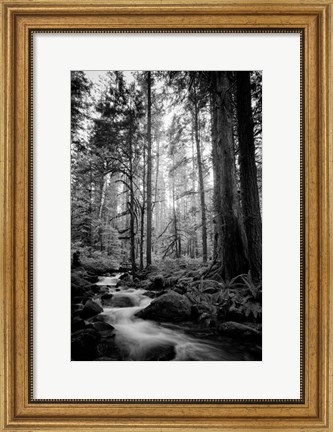 Framed Woodland Cascades B&amp;W Print