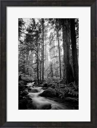Framed Woodland Cascades B&amp;W Print