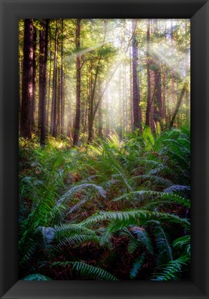 Framed Oregon Redwoods Print