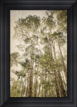 Framed Towering Aspens 2 Print