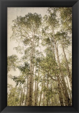 Framed Towering Aspens 2 Print