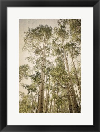 Framed Towering Aspens 2 Print