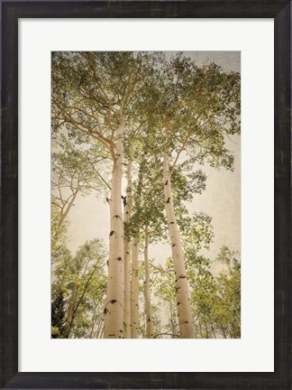 Framed Towering Aspens 1 Print
