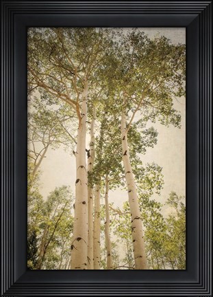 Framed Towering Aspens 1 Print