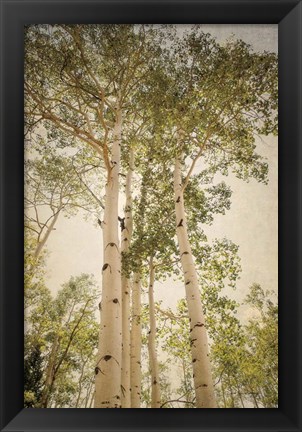 Framed Towering Aspens 1 Print