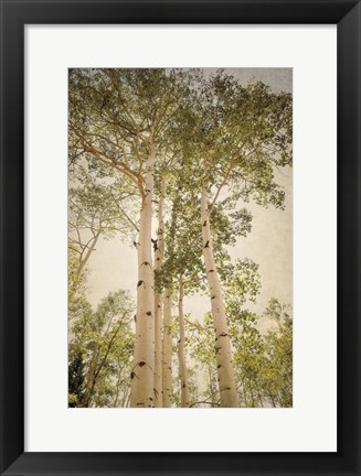 Framed Towering Aspens 1 Print