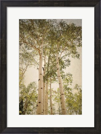 Framed Towering Aspens 1 Print