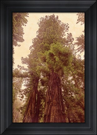Framed Redwoods II Print