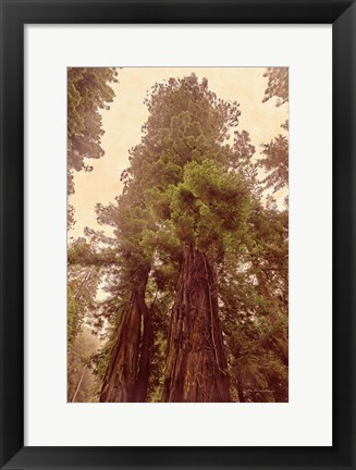 Framed Redwoods II Print