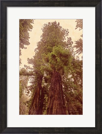 Framed Redwoods II Print