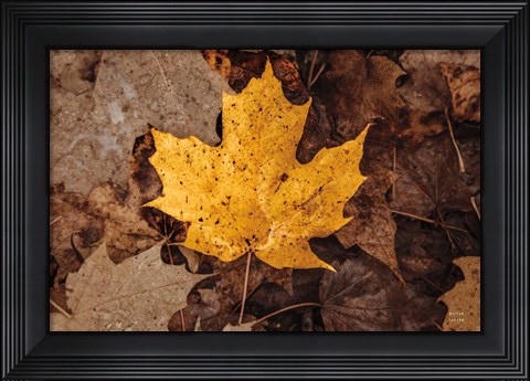 Framed Fall Rains II Print