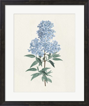 Framed Victorian Garden Flowers III Blue Print