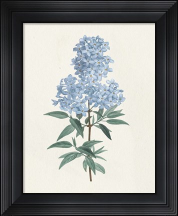 Framed Victorian Garden Flowers III Blue Print