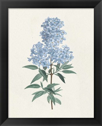 Framed Victorian Garden Flowers III Blue Print