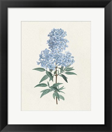 Framed Victorian Garden Flowers III Blue Print