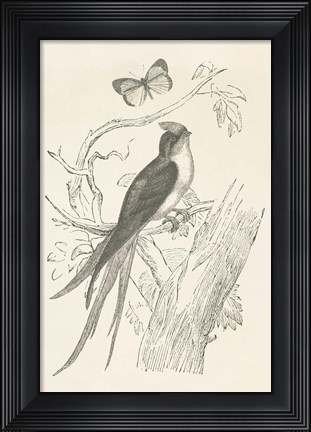 Framed French Bird Etching Print
