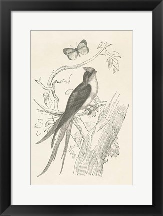 Framed French Bird Etching Print