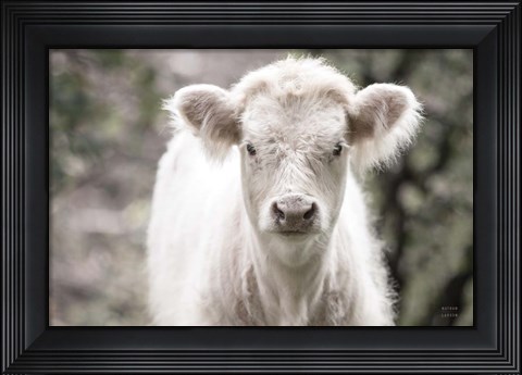 Framed White Calf Print