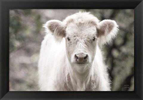 Framed White Calf Print