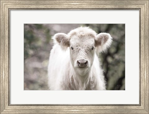 Framed White Calf Print