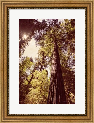 Framed Redwoods 1 Print