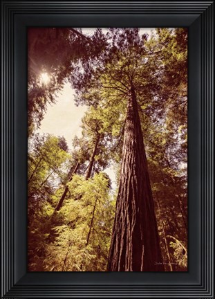 Framed Redwoods 1 Print