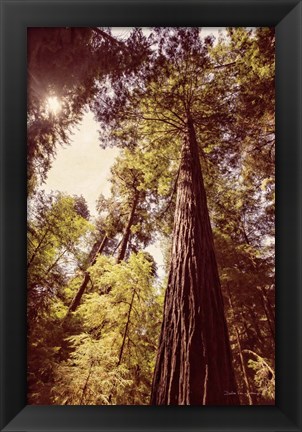 Framed Redwoods 1 Print