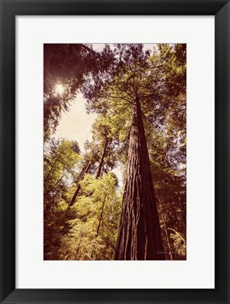 Framed Redwoods 1 Print