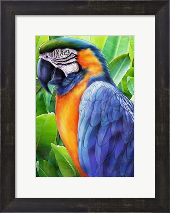 Framed Macaw Print