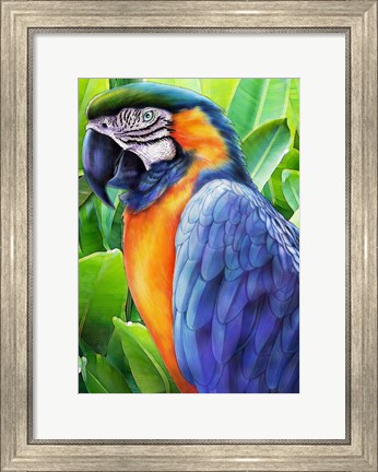 Framed Macaw Print