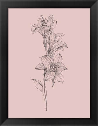 Framed Lily Blush Pink  Flower Print