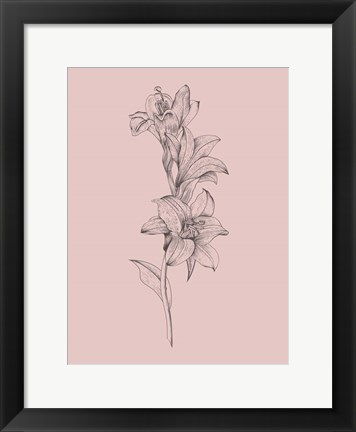 Framed Lily Blush Pink  Flower Print