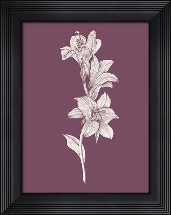 Framed Lily Purple Flower Print